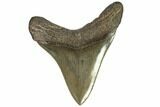 Serrated, Fossil Megalodon Tooth #107252-1